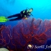 seafan_jk_h_0705_png0691.jpg
